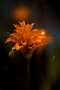 Close-up of yellow flower blooming outdoors
