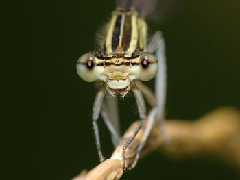 Close-up of insect