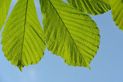Low angle view of leaves against clear sky