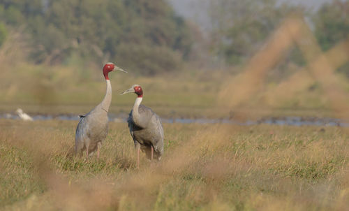 Close-up of bird on field