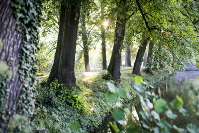 Trees in forest