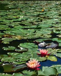 Close-up of lotus water lily in pond