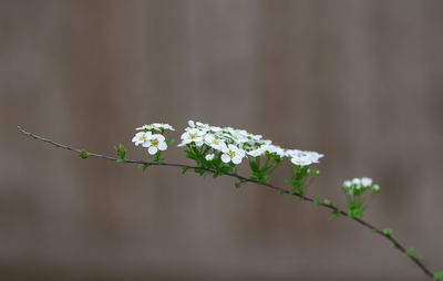 Close-up of flowering plant