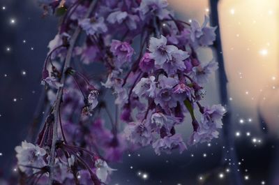 Close-up of purple flowering plants