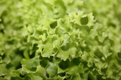 Close-up of fresh green leaves