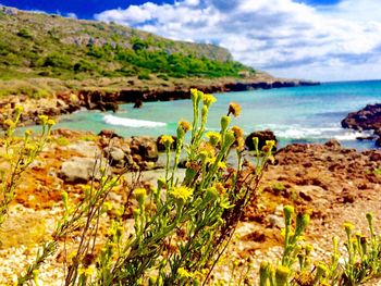 Scenic view of plants growing by sea