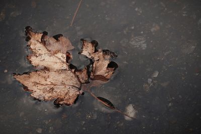 Brown maple leaf in a puddle