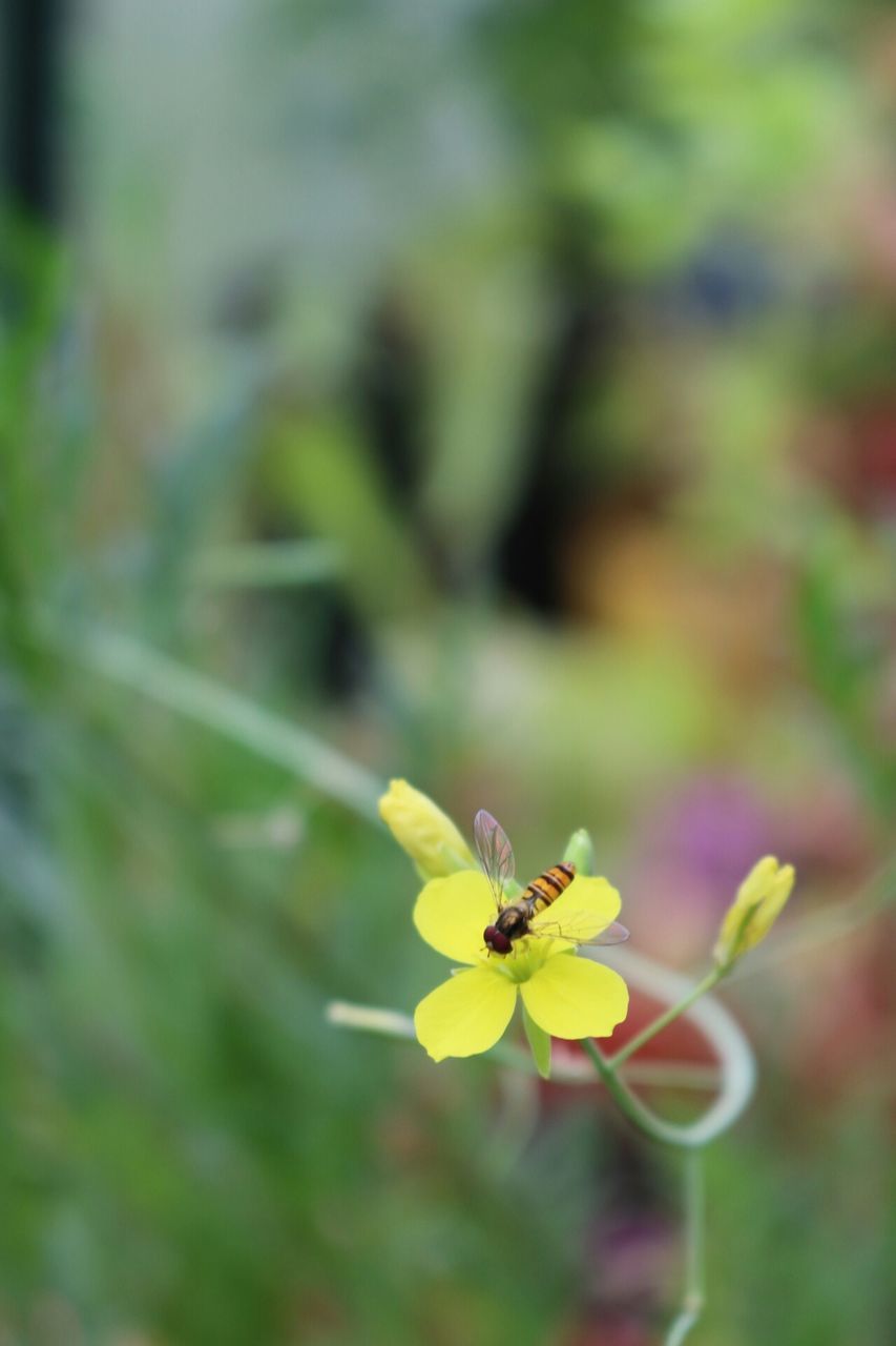 insect, one animal, animal themes, animals in the wild, flower, wildlife, focus on foreground, yellow, fragility, freshness, growth, close-up, pollination, plant, nature, beauty in nature, selective focus, petal, bee, outdoors