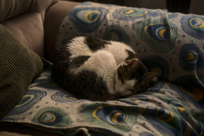 Close-up of cat sleeping on bed