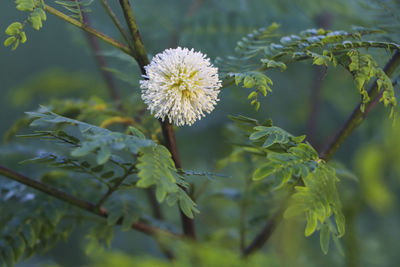 A flower from the round and beautiful mimosa pudica tree.