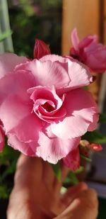 Close-up of pink rose flower