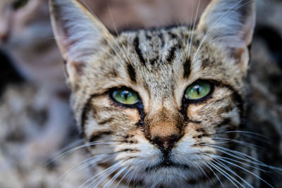 Close-up portrait of cat