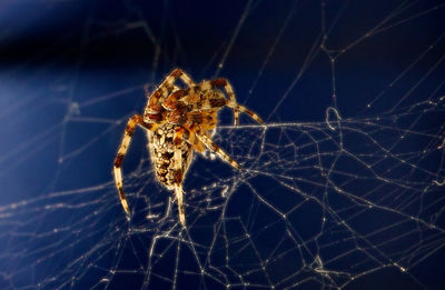 Close-up of spider on web