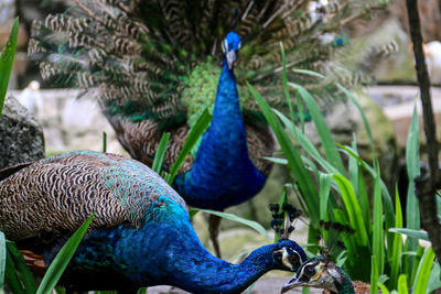 Proud peacock with colourful feathers gathered together