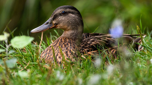 Close-up of mallard duck on field