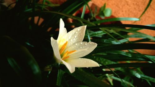 Close-up of raindrops on plant