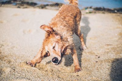 Dog shaking off water at beach