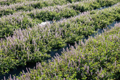 Plants growing on field