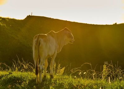 Horse standing in a field