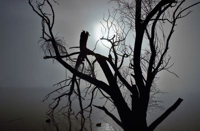 Silhouette bird perching on bare tree against sky