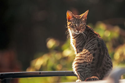 Close-up of cat looking away