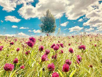 Close-up of pink flowering plants on field against sky