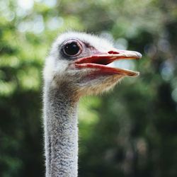 Close-up of a bird