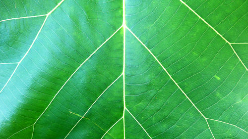 Full frame shot of leaf on plant