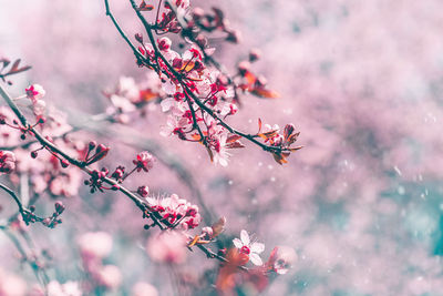 Close-up of pink cherry blossom tree