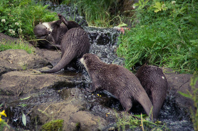 High angle view of otters walking on rock