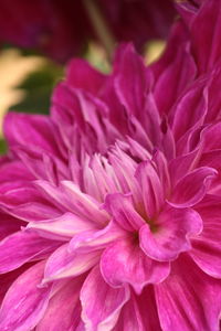 Close-up of pink chrysanthemum blooming outdoors