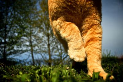 Close-up of ginger cat