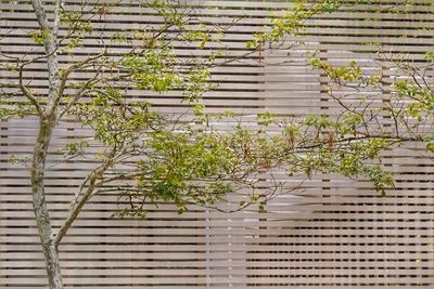 Plants growing on a tree