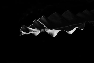 Low angle view of white flower against black background