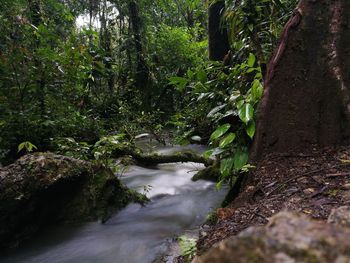 Stream flowing through forest