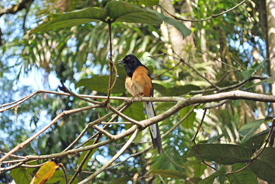 Low angle view of bird perching on tree