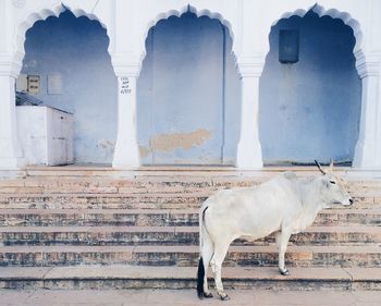 Close-up of goat in the dark