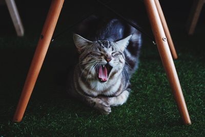 Close-up of cat yawning on grass