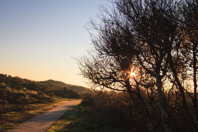 Close-up of trees against sky during sunset