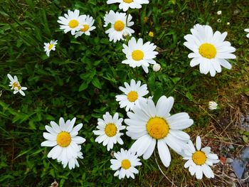 High angle view of daisies blooming on field