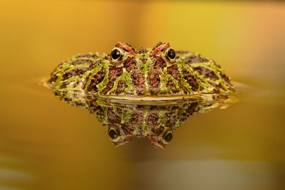 Close-up of frog on water