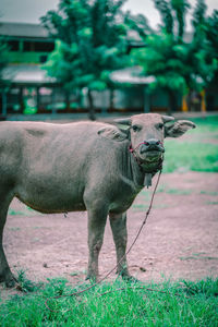 Portrait of a horse on field