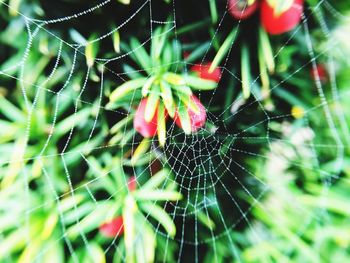 Close-up of spider on web