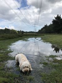 Cockapoo dog enjoying nature in the forest with reflections 