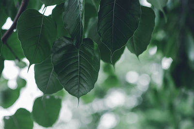 Close-up of leaves on branches