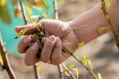 Close up of male farmer hand picking an almond from a tree.