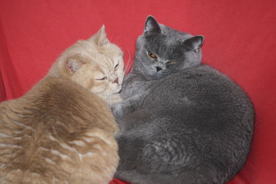 High angle view of cats relaxing on red fabric