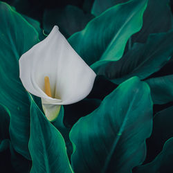 Beautiful lily calla flower in the garden in spring season