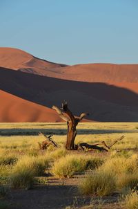 Grass on desert landscape against clear sky