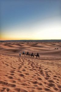 People with camel at desert against sky during sunset